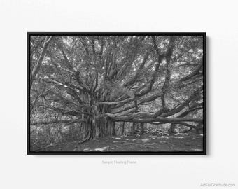 Banyan Tree On the Pipiwai Trail, A Maui Hawaii Black And White Floating Framed Canvas Photography Print, In Haleakalā National Park
