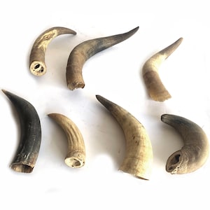 Mixed Lot of Steer Horns ... Cow Horns, Western Decor, Natural Raw Horn for Carving, Wisconsin Cattle Horns