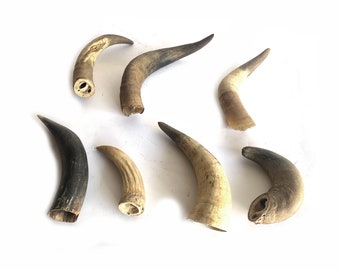 Mixed Lot of Steer Horns ... Cow Horns, Western Decor, Natural Raw Horn for Carving, Wisconsin Cattle Horns