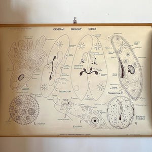 May include: Vintage biology chart featuring detailed illustrations of microorganisms, including Amoeba, Paramecium, and Euglena. The chart is printed on aged paper and mounted on wooden rods, showcasing a classic educational aesthetic.