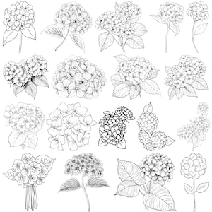 Puede incluir: Una colección de ilustraciones en blanco y negro de flores de hortensia. Las imágenes muestran varias flores de hortensia, algunas con hojas y tallos, y otras como cabezas de flores individuales. El estilo es detallado y adecuado para colorear o diseñar.