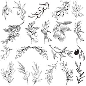 May include: A collection of black and white illustrations of olive branches and olives. The images vary in style, with some showing detailed leaves and olives, while others are more stylized. The arrangement includes individual branches and decorative elements.
