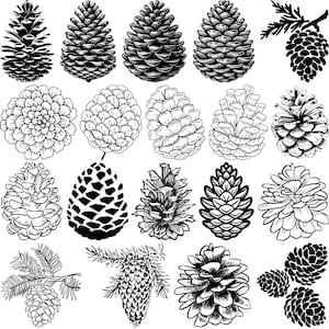 Pinecone svg Bundle, Conifer cone Decal, Autumn plant Cut Files, Cone Clipart, Pine Tree Vector, Pine Cone png, Pine Cone eps,
