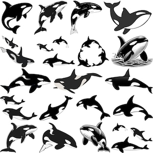 Puede incluir: Una colección de ilustraciones en blanco y negro de orcas en varias poses. Las imágenes muestran orcas nadando, saltando y en silueta. Los diseños varían en detalle, algunos con contornos y otros con rellenos sólidos, adecuados para diseños temáticos marinos.