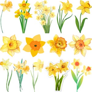 May include: A collection of yellow daffodil flowers in various arrangements. Some are single blooms, others in small bouquets, and some with green stems and leaves. The flowers have yellow petals and orange centers, perfect for spring.
