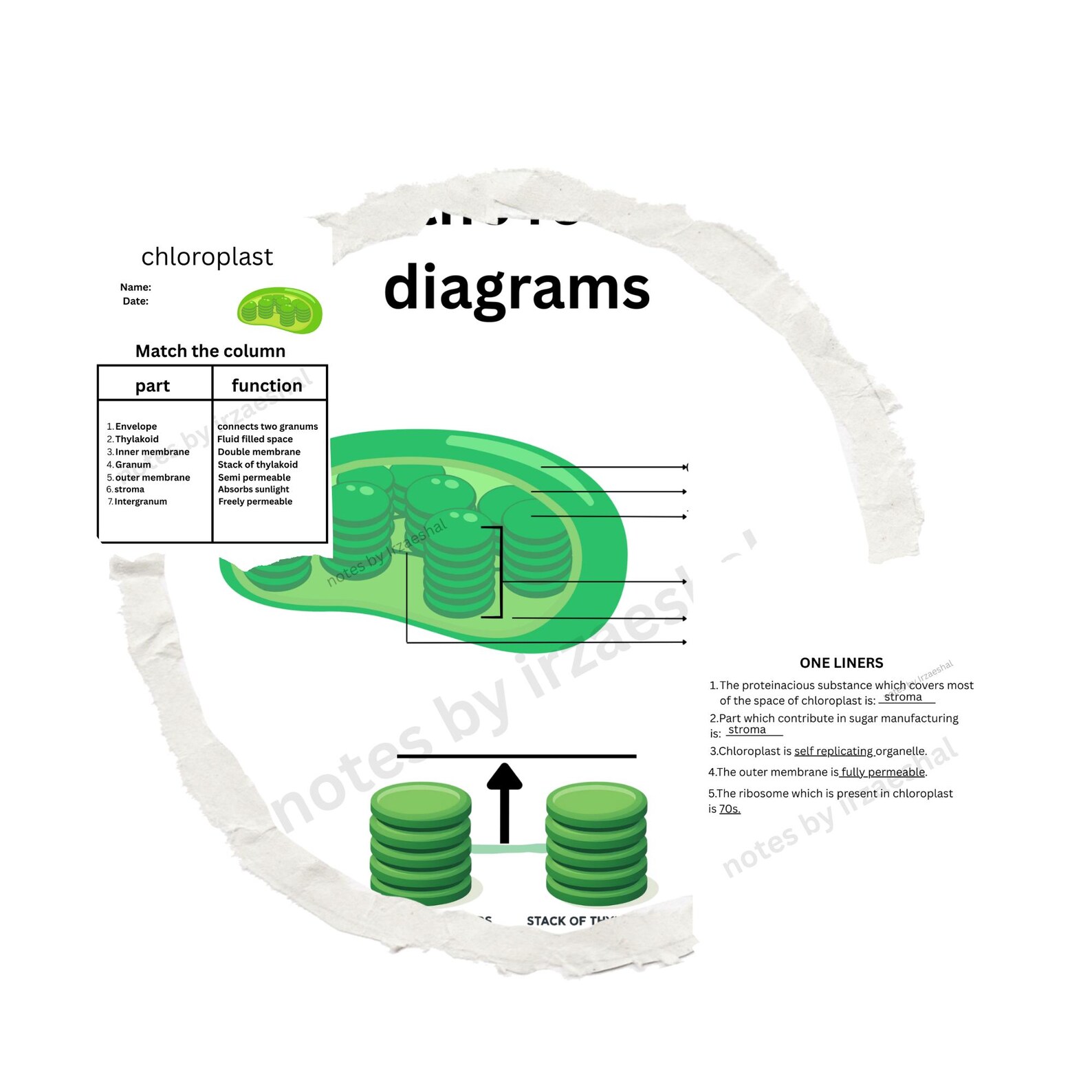 Chloroplast Biology Worksheet Bundle, Cell Organelles Diagram (PDF ...