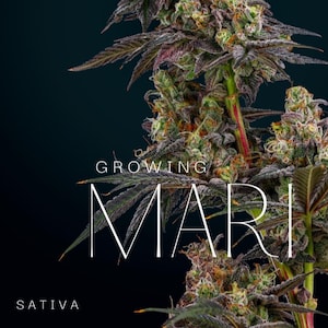 Growing Mari - Sativa Growing Manual