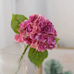 May include: A vibrant pink hydrangea flower with green leaves. The flower is in full bloom, showcasing a cluster of small petals in varying shades of pink and purple. The stem is green, and the leaves are a deep green color. The flower is in a clear glass vase.
