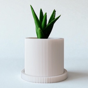 Puede incluir: Una pequeña planta suculenta verde en una maceta cilíndrica blanca con detalles de costillas verticales. La maceta se asienta sobre un platillo redondo a juego. El fondo es blanco liso.