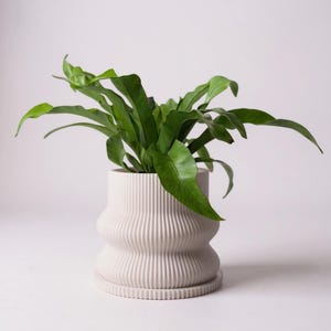 Op de afbeelding: Een witte, geribbelde keramische plantenpot met een bijpassende schotel bevat een levendige groene plant met lange, brede bladeren. De pot heeft een unieke, afgeronde vorm met verticale groeven, waardoor een textuur ontstaat. De bladeren van de plant strekken zich uit.