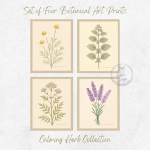Calming Herbs Botanical Print Set: Lavender, Chamomile (Digital Download)