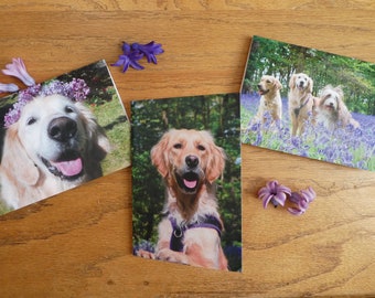 3 Beautiful A6 Luxury Bluebell Woods Golden Retriever / Dog Photocards, Note cards, Blank Greeting Card