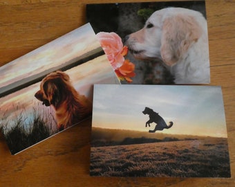 3 Beautiful A6 Luxury Golden Retriever Dog Photocards, Note cards, Blank Greeting Card 'Martha'