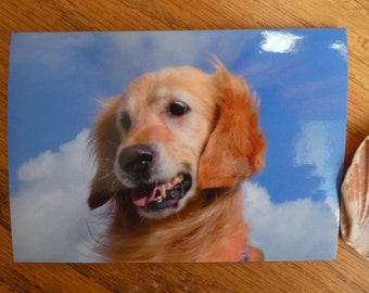 Special Offer 9 Beautiful A6 Luxury Golden Retriever / Dog Photocards, Note cards, Blank Greeting Card