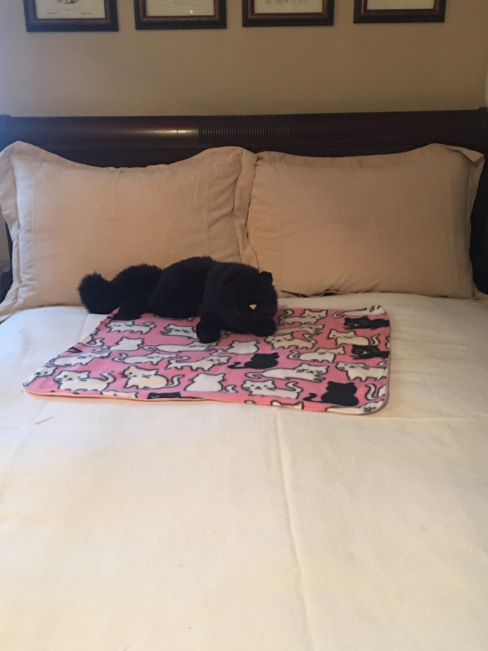 Cat Blanket Pink Cat Blanket Kitten Blanket Lap Blanket Etsy