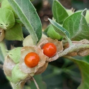 Pu&ograve; includere: Primo piano di una pianta con foglie verdi e piccole bacche rotonde e arancioni. Le bacche sono racchiuse in un involucro cartaceo. Lo sfondo &egrave; sfocato, suggerendo un ambiente naturale all'aperto.
