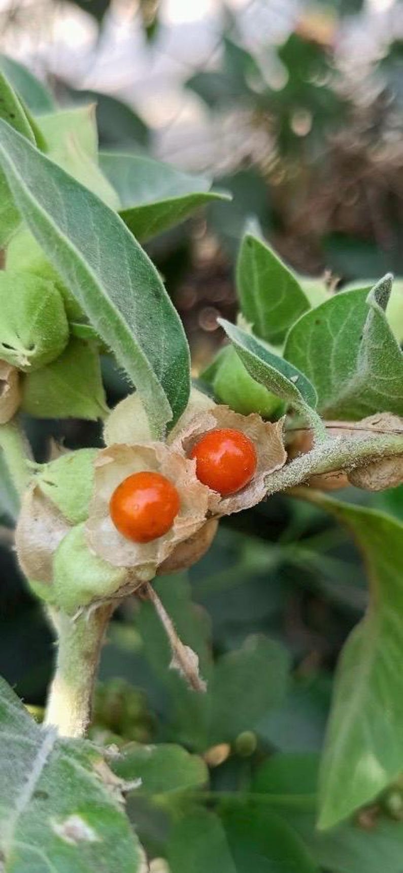 Pu&ograve; includere: Primo piano di una pianta con foglie verdi e piccole bacche rotonde e arancioni. Le bacche sono racchiuse in un involucro cartaceo. Lo sfondo &egrave; sfocato, suggerendo un ambiente naturale all'aperto.
