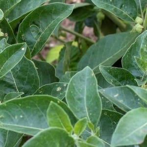 Pu&ograve; includere: Primo piano di una pianta con grandi foglie verdi. Le foglie hanno una consistenza liscia e sono di un colore verde vibrante. La pianta sembra sana e rigogliosa, con pi&ugrave; foglie visibili.