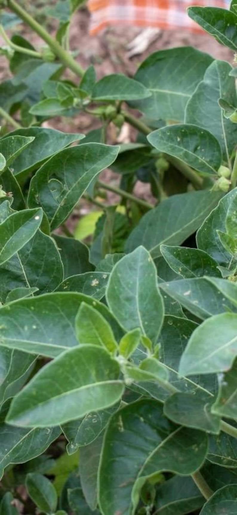 Pu&ograve; includere: Primo piano di una pianta con grandi foglie verdi. Le foglie hanno una consistenza liscia e sono di un colore verde vibrante. La pianta sembra sana e rigogliosa, con pi&ugrave; foglie visibili.