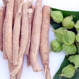 Pu&ograve; includere: Una collezione di radici di ashwagandha essiccate, marrone chiaro, &egrave; esposta accanto a frutti verdi e rotondi e a una grande foglia verde. Le radici sono lunghe e cilindriche e i frutti hanno un rivestimento esterno cartaceo.