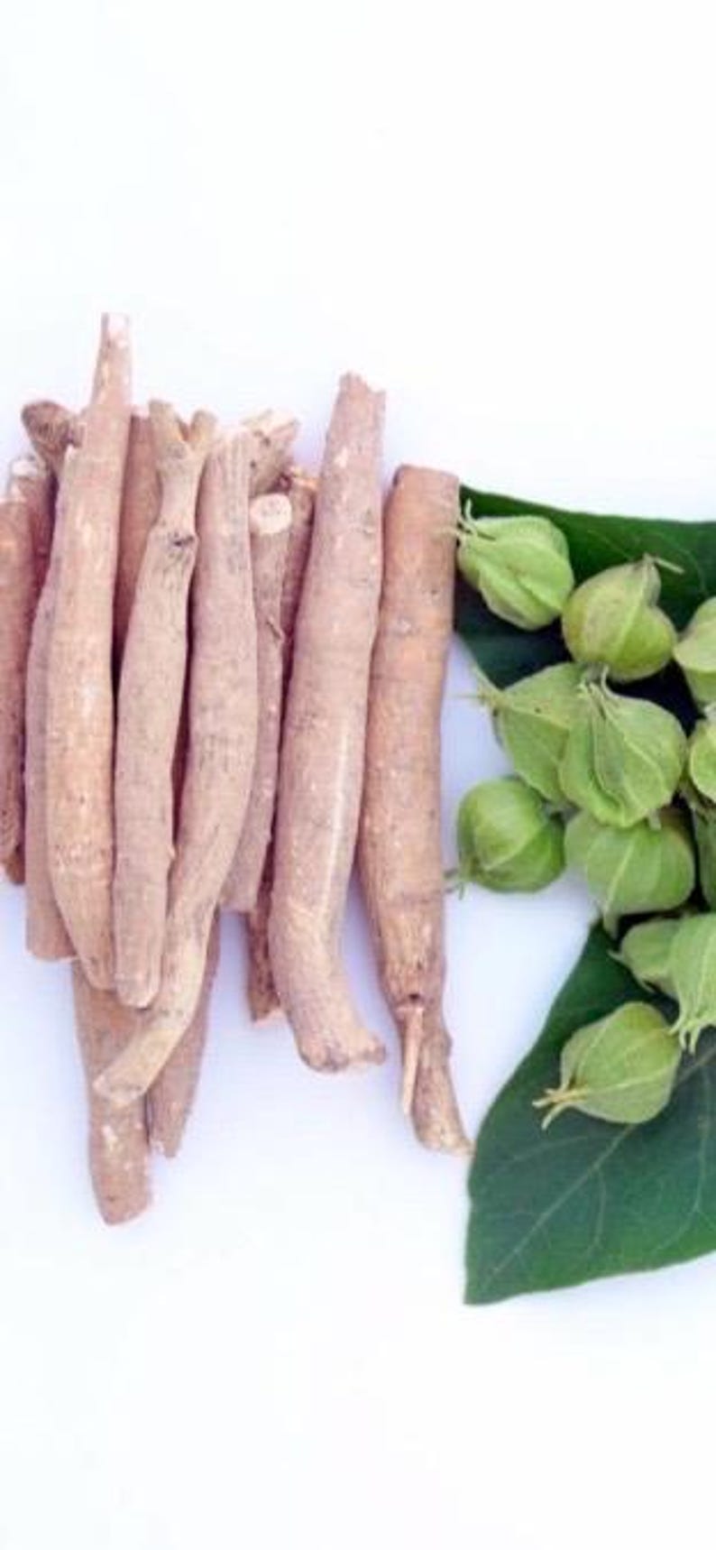 Pu&ograve; includere: Una collezione di radici di ashwagandha essiccate, marrone chiaro, &egrave; esposta accanto a frutti verdi e rotondi e a una grande foglia verde. Le radici sono lunghe e cilindriche e i frutti hanno un rivestimento esterno cartaceo.
