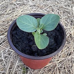 Pu&ograve; includere: Una giovane pianta con tre foglie verdi in un vaso di plastica marrone. Il vaso &egrave; su un letto di paglia secca. Le foglie mostrano un evidente motivo a venature.