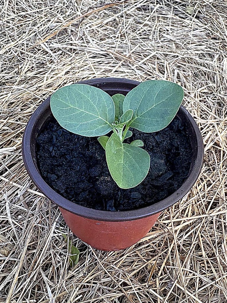 Pu&ograve; includere: Una giovane pianta con tre foglie verdi in un vaso di plastica marrone. Il vaso &egrave; su un letto di paglia secca. Le foglie mostrano un evidente motivo a venature.