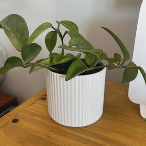 Peut inclure: Une plante Hoya verte aux feuilles épaisses, cireuses et ovales, poussant dans un pot cylindrique blanc. Le pot présente une texture nervurée verticale sur sa surface extérieure, et les tiges de la plante s'étendent depuis le centre du pot.