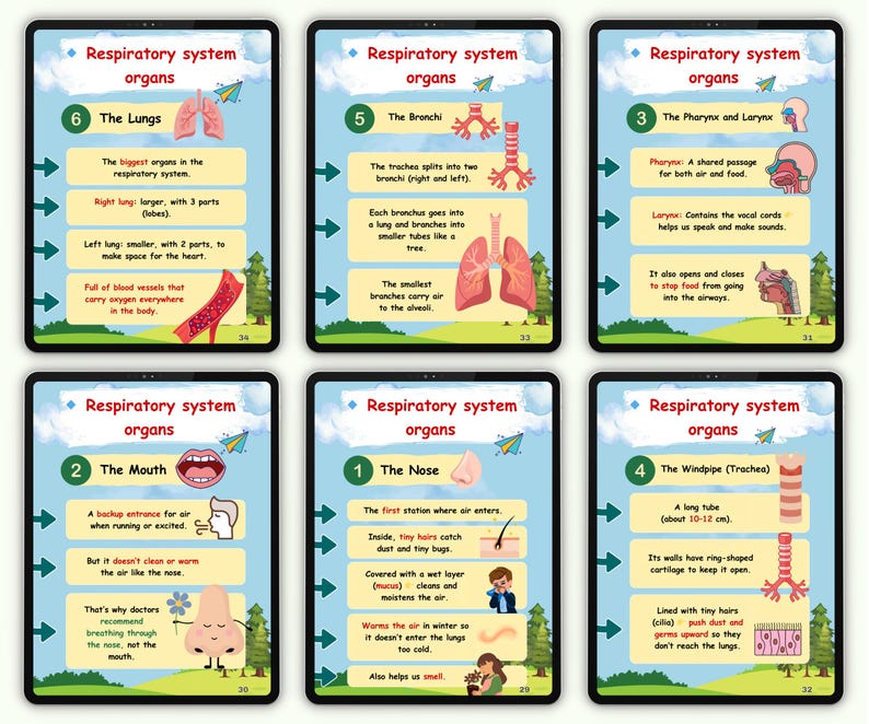 Resp E Rext Respiratory System for Kids | Human Body Science Workbook | Breathing ...