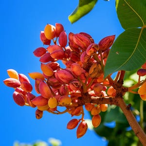 5 Pistachio Nut Tree Seeds – Pistacia vera, Edible Garden Plant, Hardy Zone 7