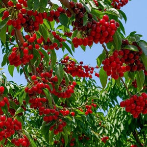 5 Sweet Mazzard Cherry Tree Seeds – Edible Prunus avium, Fast Growing, Hardy Zone 4
