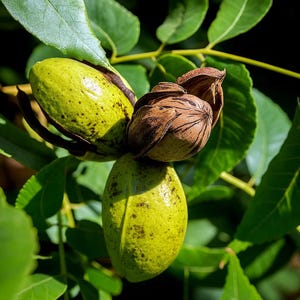 5 Northern Sweet Pecan Tree Seeds – Hardy Carya illinoinensis, Edible Nuts Zone 5