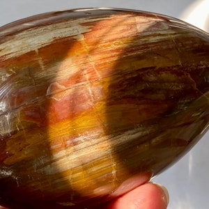 以下が含まれることがあります： 滑らかで磨かれた卵型の化石化した木の塊で、茶色、赤、白の豊かな多色パターンがあります。