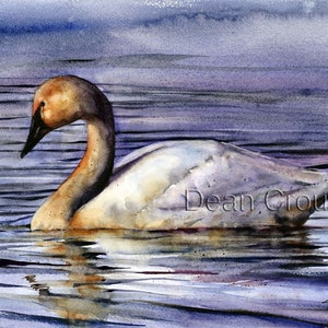 TRUMPETER SWAN Colorful Watercolor Bird Print by Dean Crouser