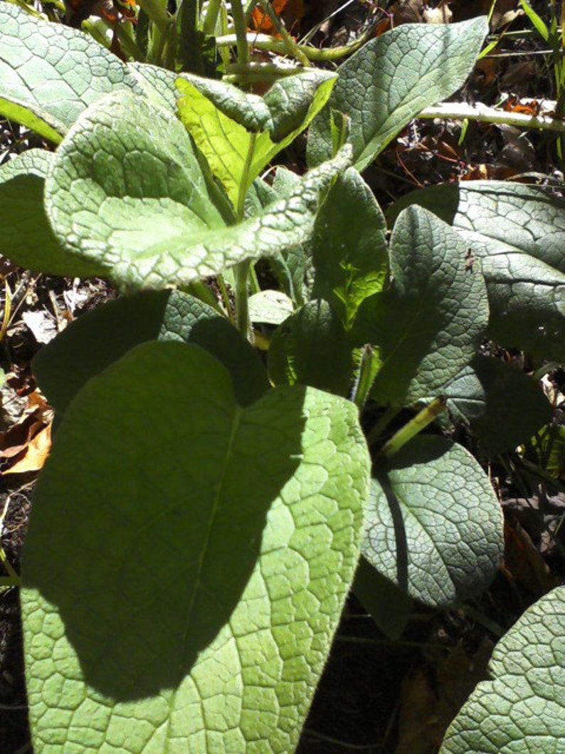 symphytum officinale plant symphytum officinale plant