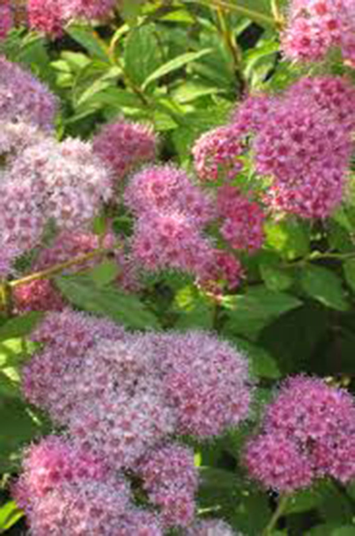 Spirea Goldmound Spirea Bush 2 Gallon Live Plant Live | Etsy