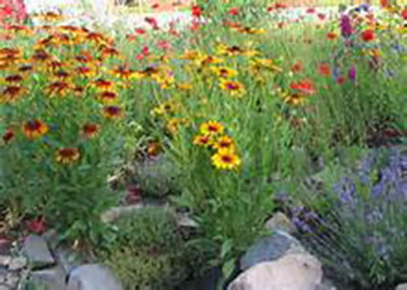 Flowers 1 Red Fowers Daisy Gloriosa Perennial Daisy Perennial Flower Flower 1 yr Live Plant Live Plants Orange Rudbeckia Hirta,