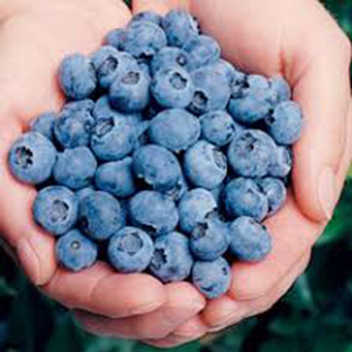 Blueberry ELLIOT Self Pollinating 3 1 Grade Live Etsy