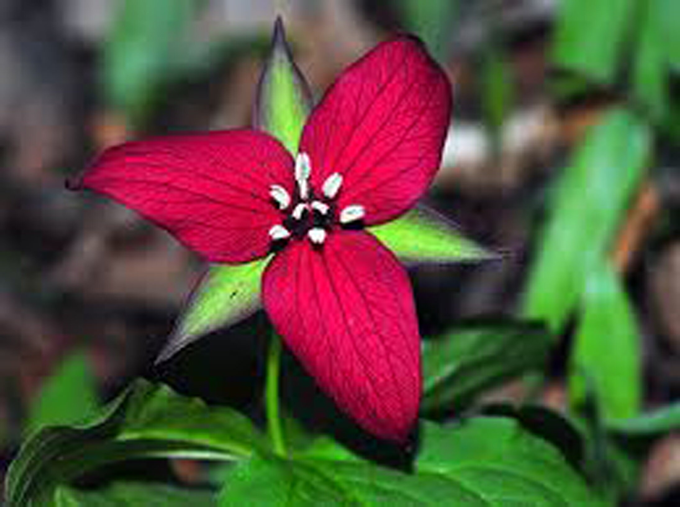 Red Trillium Trillium Erectum 3 Live Plants Bulb Corms Etsy