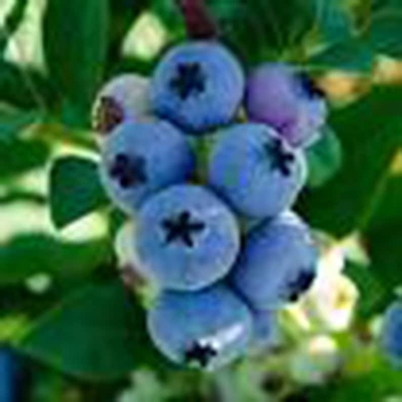 Blueberry ELLIOT Self Pollinating 3 1 Grade Live Etsy