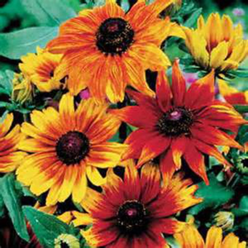 Flowers 1 Red Fowers Daisy Gloriosa Perennial Daisy Perennial Flower Flower 1 yr Live Plant Live Plants Orange Rudbeckia Hirta,