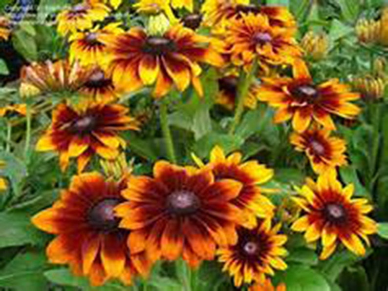 Flowers 1 Red Fowers Daisy Gloriosa Perennial Daisy Perennial Flower Flower 1 yr Live Plant Live Plants Orange Rudbeckia Hirta,