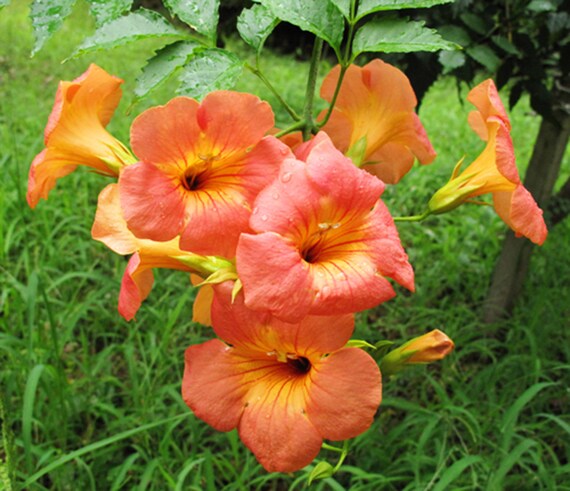 Trumpet Vine Creeper Trumpet Flower Campsis Radican 1 1 Etsy