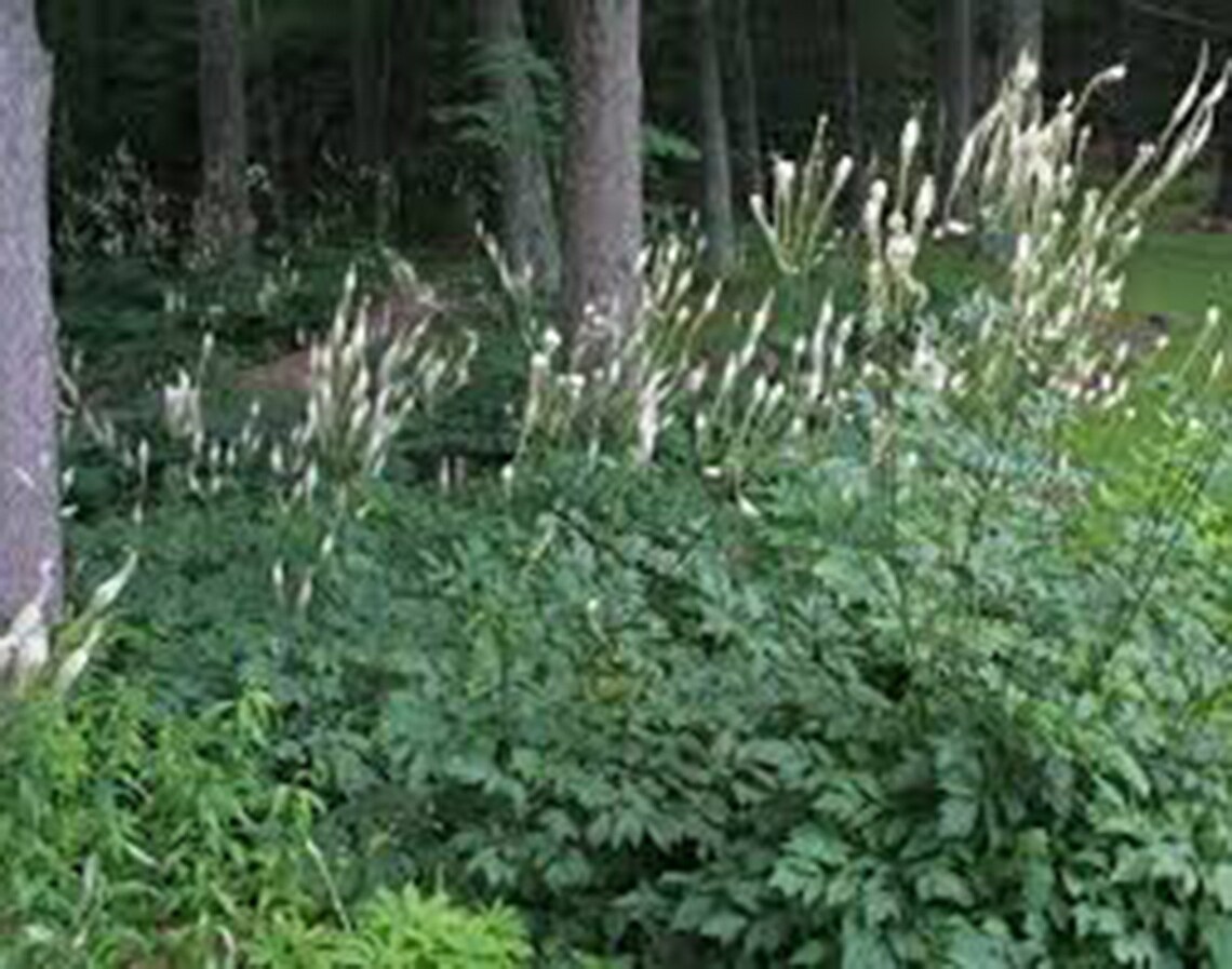 Black Cohosh Herb Plant1 Mature LIVE Plant Medicinal Etsy