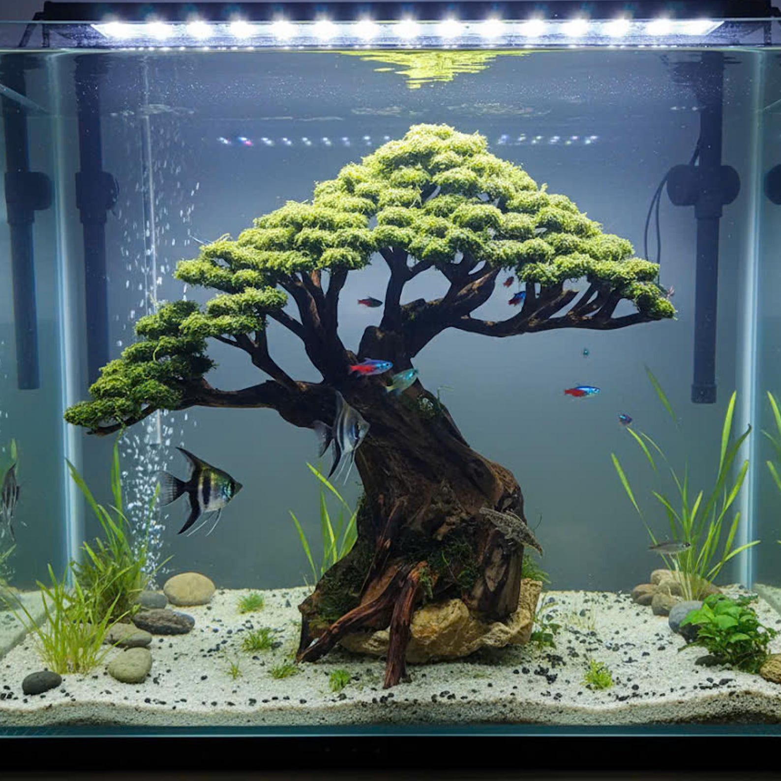 Bonsai Driftwood, Aquascape Bonsai, Aquascaping, Aquarium Decoratio - Etsy