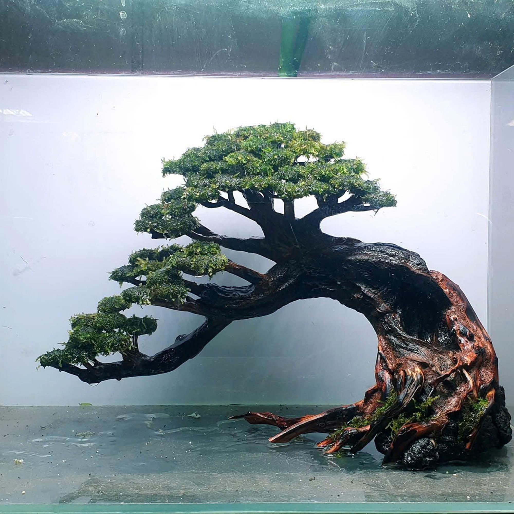 Bonsai Driftwood, Aquascape Bonsai, Aquascaping, Aquarium Decoratio - Etsy