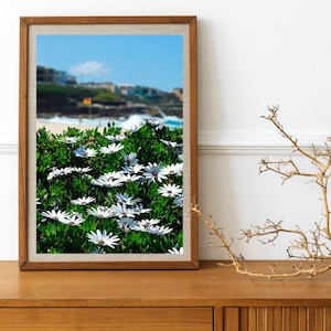 Könnte beinhalten: Ein gerahmtes Foto von weißen Gänseblümchen in voller Blüte vor einem verschwommenen Hintergrund eines Strandes und Ozeans. Die Gänseblümchen sind scharf und der Hintergrund ist unscharf.