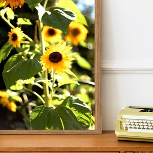 May include: A framed print featuring sunflowers in a garden setting. The sunflowers display vibrant yellow petals and dark brown centres. The print is encased in a light brown wooden frame. The background shows green foliage and sunlight.