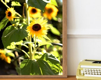 Zonnebloemen voor Oekraïne - fijne fotografie-afdruk - kunst aan de muur - gele Valentijnszonnebloemen - nationale bloem van Oekraïne - hoop • vrede