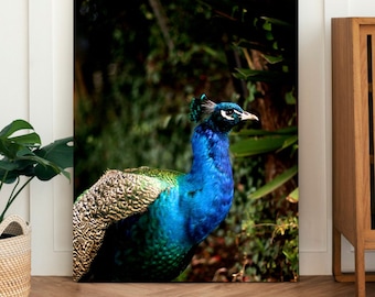 Iriserende pauw N 3 - Fine Bird Animal Photography Print - Narrabundah Canberra Australia - blauw en groen - Wildlife Wall Art Edition